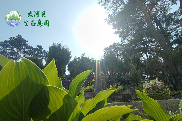 留手机号预约看沈阳公墓与隐私保护指南